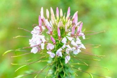 örümcek çiçek kadar kapatın