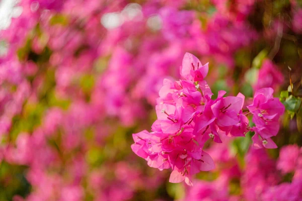 Purpurová Bougainvillea Květiny Rozmazané Fialové Bougainvillea Jako Pozadí — Stock fotografie