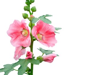Rose of sharon