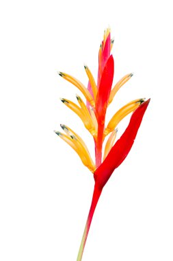 heliconia