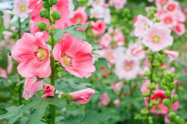 Rose of sharon