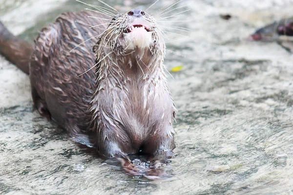 Oriental Small-clawed Otter — Stock Photo, Image