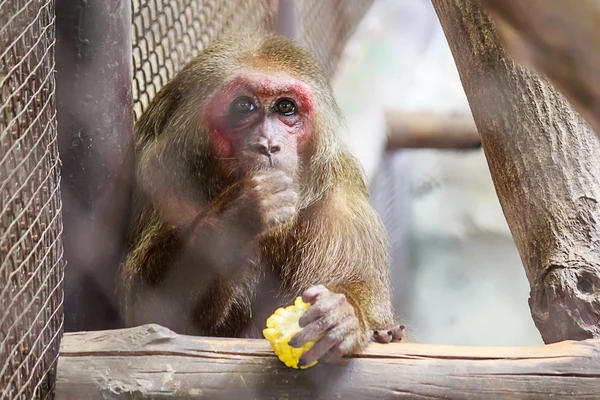 Stubben-tailed mascaque monkey — Stockfoto