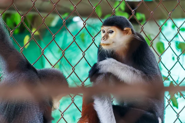 Macaco. — Fotografia de Stock