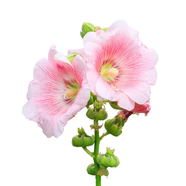 Rose of sharon — Stock Fotó