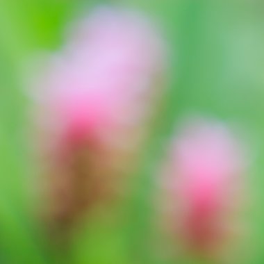 Yeşil ve pembe çiçek bush arka plan