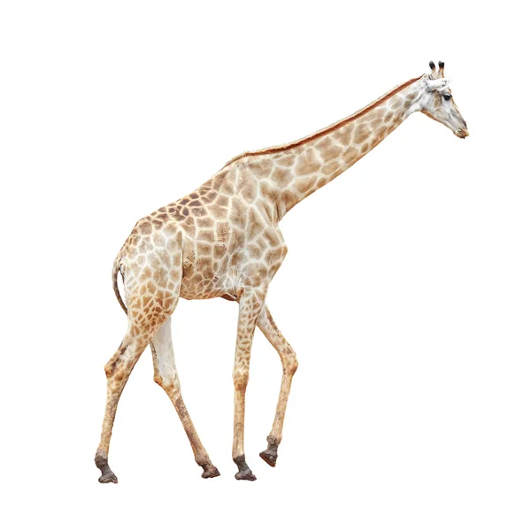 Girafas — Fotografia de Stock