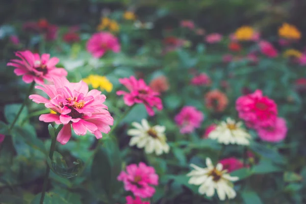 百日草の花 — ストック写真