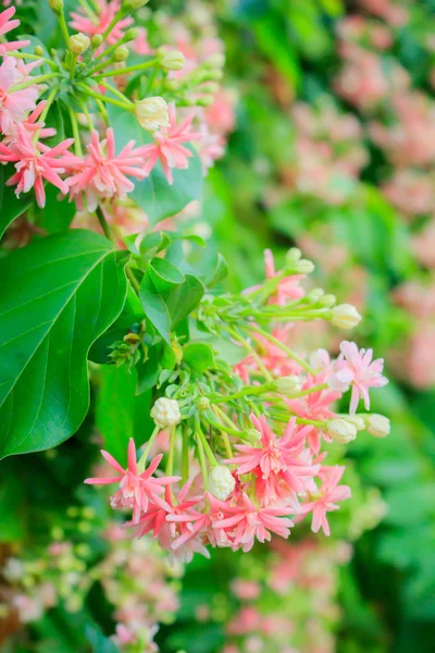 Flores rastejantes rangoon — Fotografia de Stock