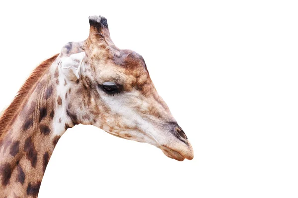 Giraffen — Stockfoto