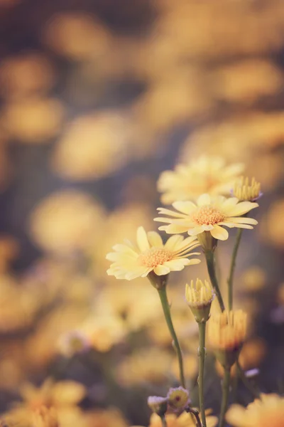 花の背景、レトロな効果 — ストック写真