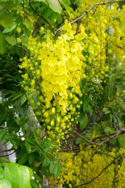 Fleur jaune de douche dorée — Photo