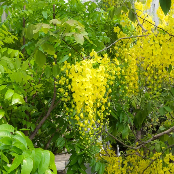 Flor amarilla de lluvia dorada — Foto de Stock