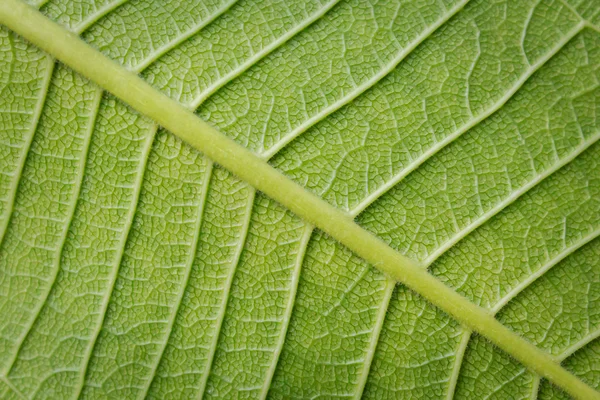 Fresh Green Leaf Texture Closeup — Stock Photo, Image