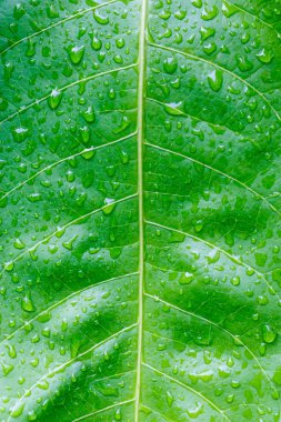 Fresh Green Leaf Texture Closeup clipart