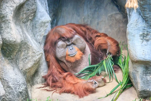 Orang-oetan — Stockfoto