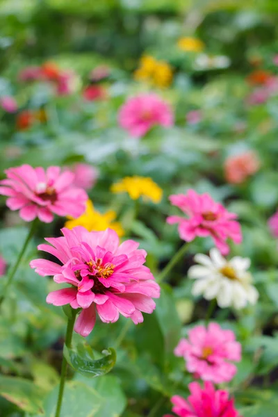 Zinnia flower — Stock Photo, Image