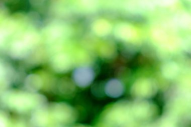 Yeşil bush bulanık arka plan