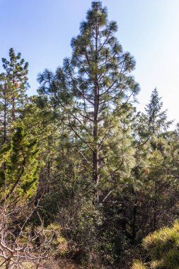 Crimea, Bolshaya Yalta, Nikitsky Botanical Garden April 2021