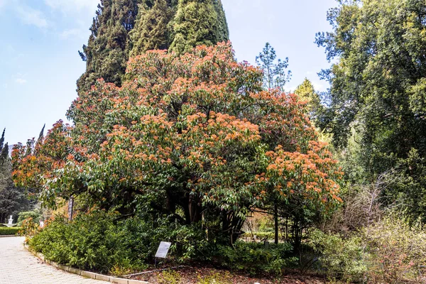 Crimea Bolshaya Yalta Nikitsky Botanical Garden April 2021 — Stock Photo, Image