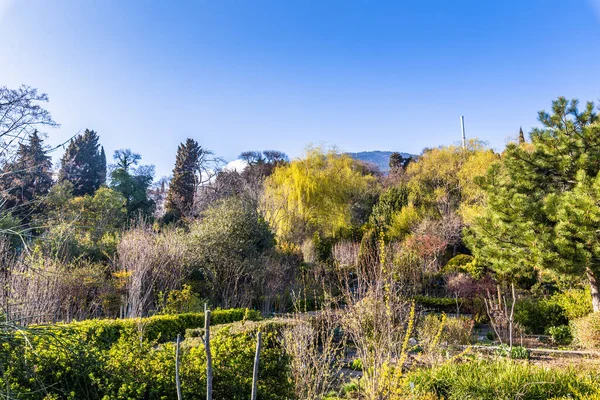 Crimea Bolshaya Yalta Nikitsky Botanical Garden April 2021 — Stock Photo, Image