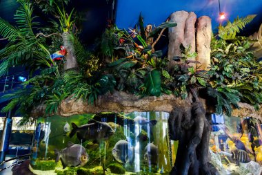 Barselona, İspanya, Eylül fishbowl