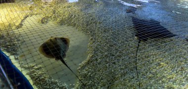 Barselona, İspanya, Eylül fishbowl