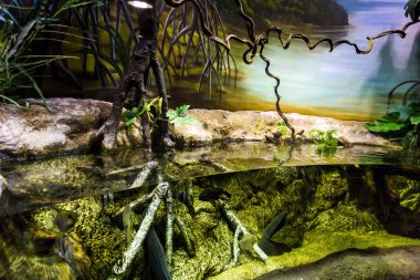 Barselona, İspanya, Eylül fishbowl