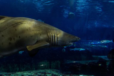 Barselona, İspanya, Eylül fishbowl