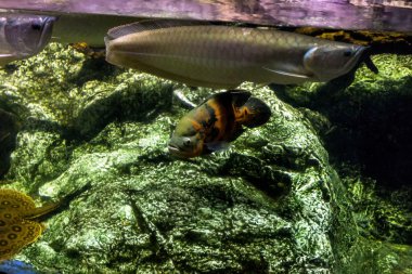 Barselona, İspanya, Eylül fishbowl