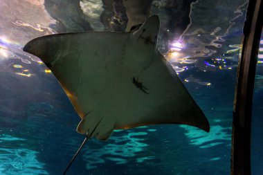 Barselona, İspanya, Eylül fishbowl