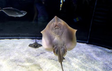 Barselona, İspanya, Eylül fishbowl