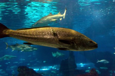 Barselona, İspanya, Eylül fishbowl