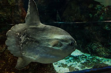 Barselona, İspanya, Eylül fishbowl