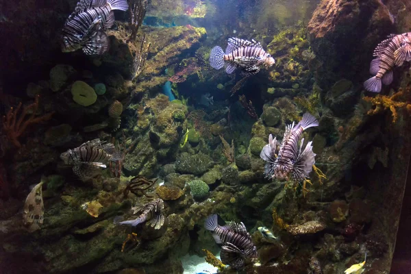 Барселона в сентябре, Испания, аквариум — стоковое фото