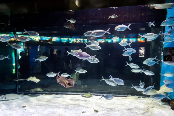 Барселона в сентябре, Испания, аквариум — стоковое фото