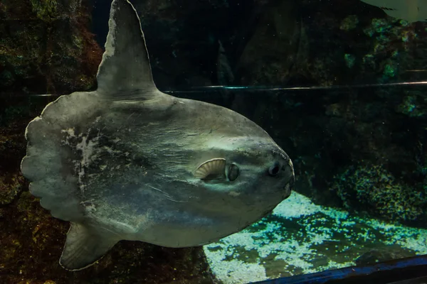 Barselona, İspanya, Eylül fishbowl