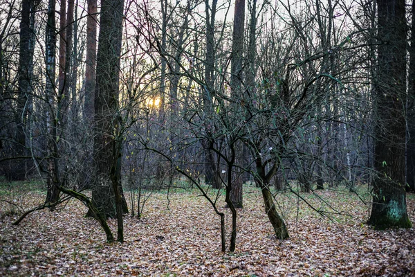 Rússia, Moscovo, VDNKh, Jardim Botânico — Fotografia de Stock