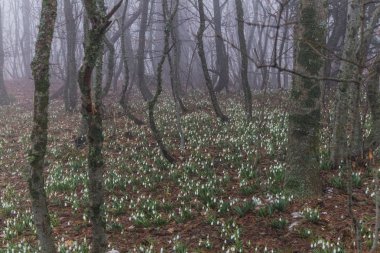 Kırım'da dağlarda