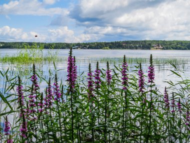 Mon Repos Park, Vyborg