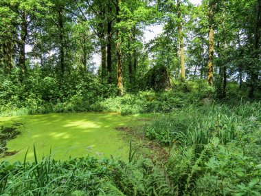 Mon Repos Park, Vyborg