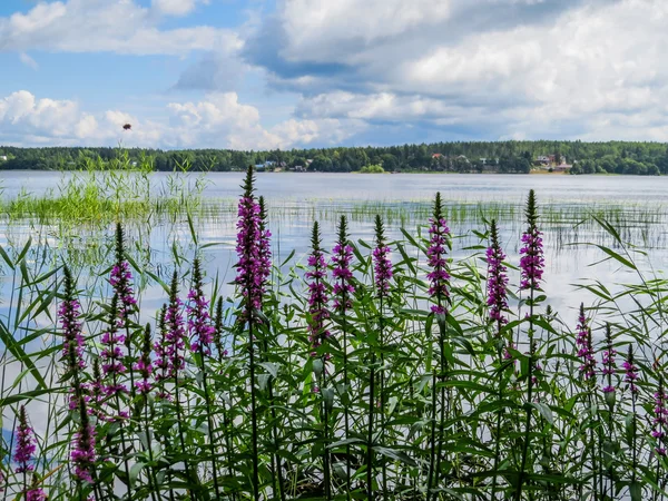 Mon Repos Park, Vyborg
