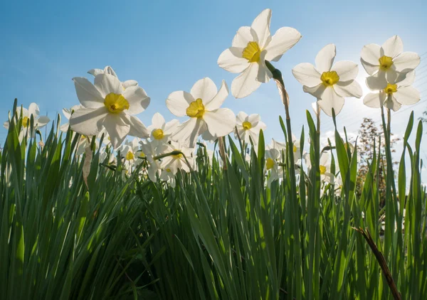 Spring positive daffodiles from below — Stock Photo, Image