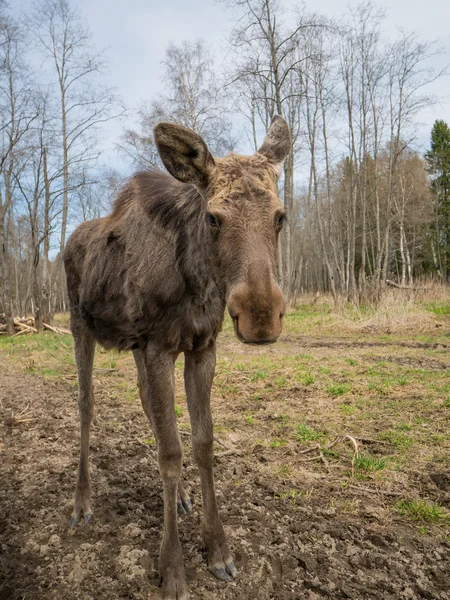sad elk moose animal in forest
