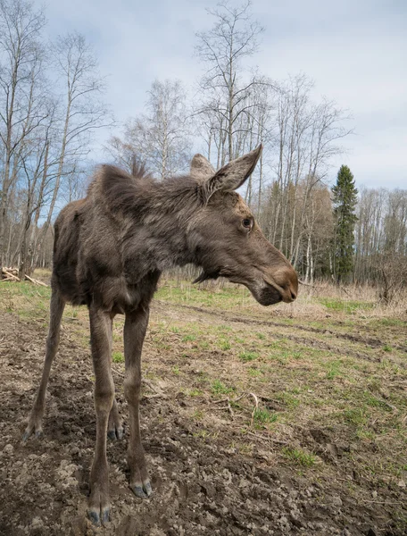 vahşi geyik geyik hayvan uzakta görünüyor