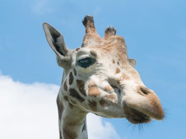 yan zürafa kafasına mavi gökyüzü arka plan