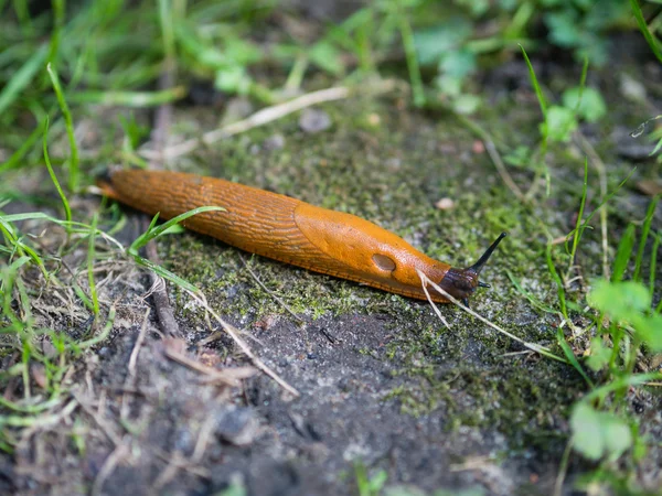 Colorful orange slug crawls in forest — Stock Photo, Image