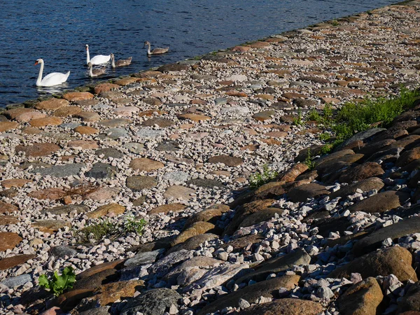 Família cisne branco e cinza com fundo de pedra — Fotografia de Stock