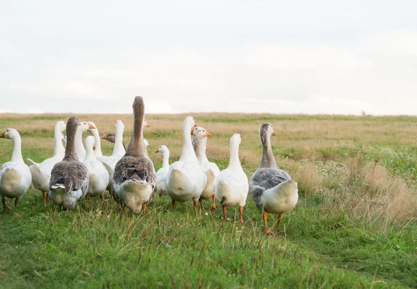 Gaggle of gees from behind — Stock Photo, Image