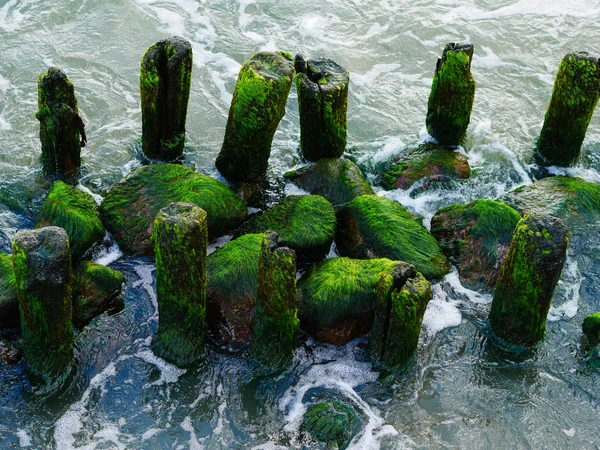 Buntes grünes Moos Algen auf altem Holz — Stockfoto
